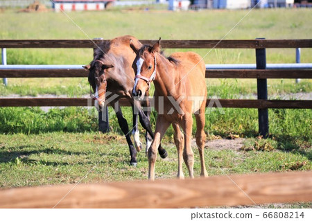 Horse thoroughbred 66808214
