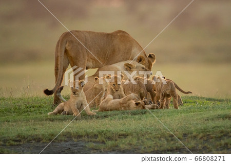 Lioness stands nuzzling another by several cubs Lioness stands nuzzling another by several cubs 66808271