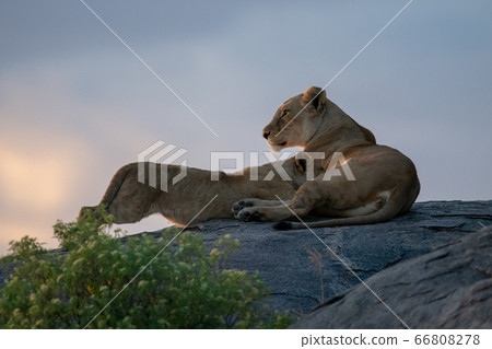 Lioness nursing cub on rock at dusk Lioness nursing cub on rock at dusk 66808278
