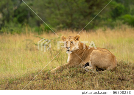 Lioness lies on low mound facing left Lioness lies on low mound facing left 66808288