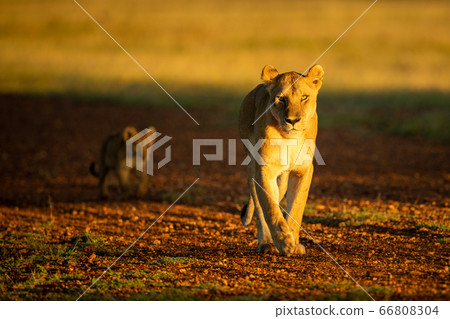 Lioness crosses gravel airstrip followed by cub 66808304