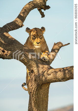 Lioness climbs to top of gnarled tree 66808305
