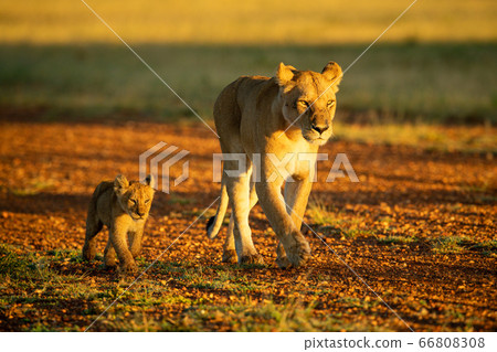 Lioness and cub cross airstrip at dawn Lioness and cub cross airstrip at dawn 66808308