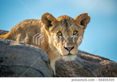 Lion cub watches camera on rocky outcrop Lion cub watches camera on rocky outcrop 66808309