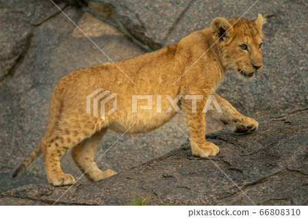 Lion cub walks up rock looking right 66808310