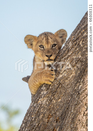 Lion cub watches camera from behind trunk 66808311