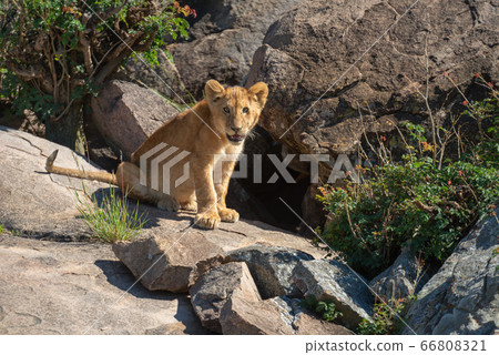 Lion cub sits on rocks in sun Lion cub sits on rocks in sun 66808321