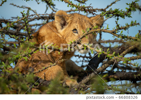 Lion cub sits looking out from thornbush Lion cub sits looking out from thornbush 66808326