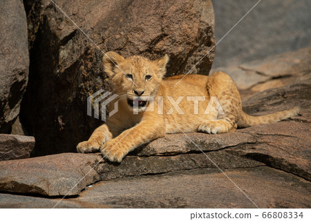 Lion cub lying on rock opening mouth 66808334