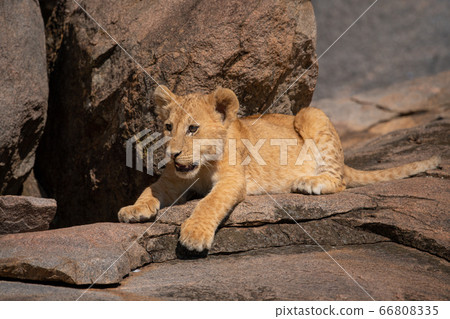 Lion cub lying on rock in sun 66808335
