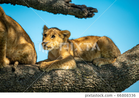 Lion cub lying on branch looking up Lion cub lying on branch looking up 66808336