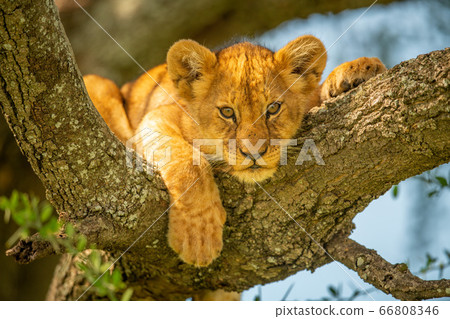 Lion cub lies on branch looking down Lion cub lies on branch looking down 66808346
