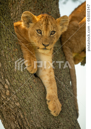 Lion cub lies in fork of tree Lion cub lies in fork of tree 66808347