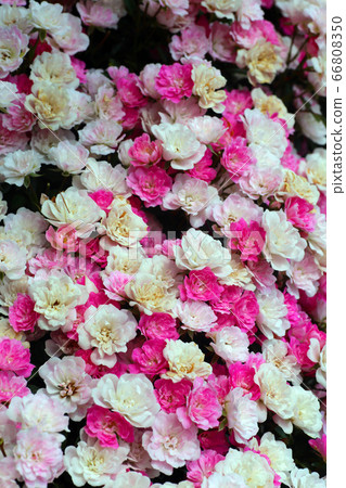 Tokiwa Park Rose Tokiwa Park Rose 66808350