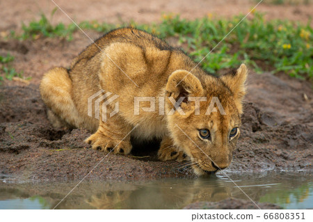Lion cub lies drinking at water hole Lion cub lies drinking at water hole 66808351