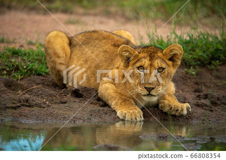Lion cub lies by muddy water hole Lion cub lies by muddy water hole 66808354