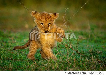 Lion cub holds thorn branch to mouth Lion cub holds thorn branch to mouth 66808355