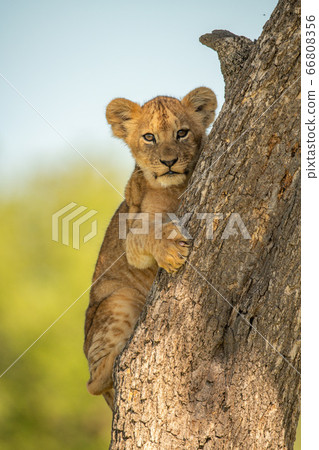 Lion cub clings to tree watching camera 66808356