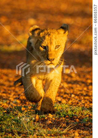 Lion cub crosses gravel airstrip at dawn Lion cub crosses gravel airstrip at dawn 66808357