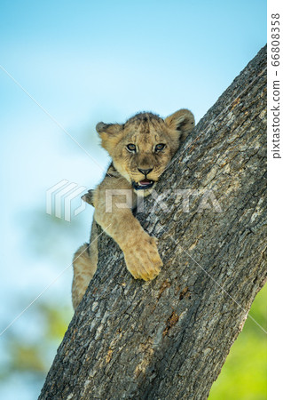 Lion cub clings to branch of tree 66808358