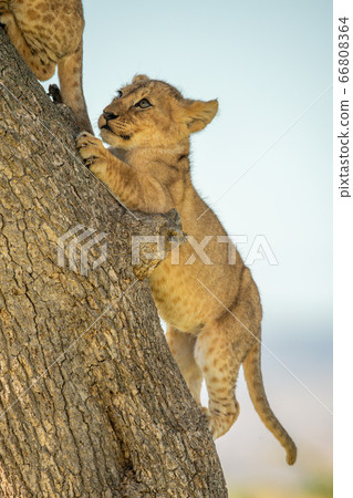 Lion cub climbing tree behind another 66808364