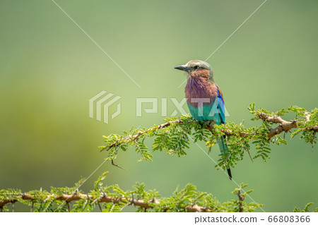 Lilac-breasted roller perches on thornbush in Lilac-breasted roller perches on thornbush in 66808366