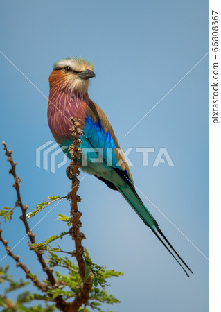 Lilac-breasted roller turns head to watch camera 66808367