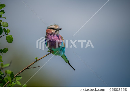 Lilac-breasted roller perches on branch of bush 66808368