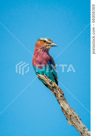 Lilac-breasted roller perched on branch cocking 66808369