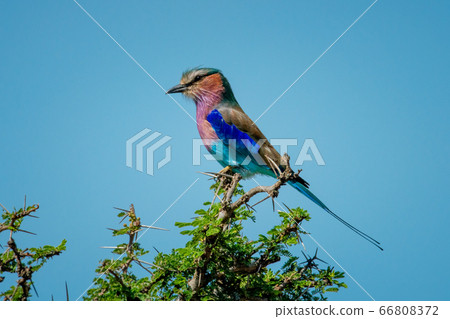 Lilac-breasted roller on sunny thornbush in Lilac-breasted roller on sunny thornbush in 66808372