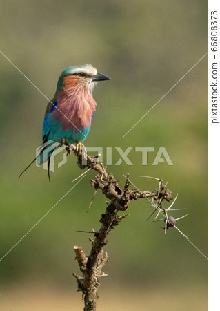 Lilac-breasted roller on thorny branch in sunshine Lilac-breasted roller on thorny branch in sunshine 66808373