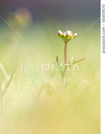 Gentle buds of common cucko flower plant 66808670
