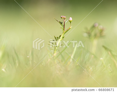 Lady`s smock, mayflower, or milkmaids, flowering Lady`s smock, mayflower, or milkmaids, flowering 66808671