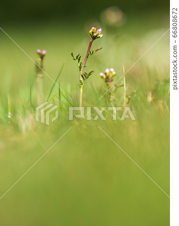 Plant known as lady`s smock, mayflower Plant known as lady`s smock, mayflower 66808672