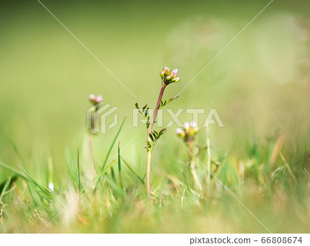 Cuckoo flower, lady's smock, mayflower or 66808674