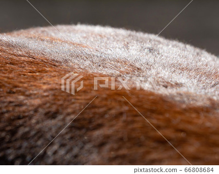 Brown red reflections in horse's fur from the sun. 66808684