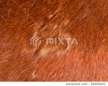 Horse branding. Brown fur and light mark 66808685