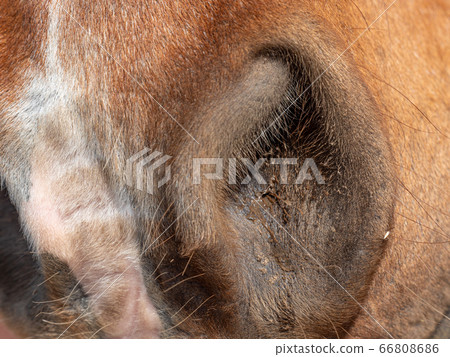 Close open nose, nostrils of a brown horse Close open nose, nostrils of a brown horse 66808686