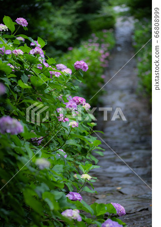 Approach to the blooming hydrangea Approach to the blooming hydrangea 66808999