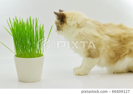 Cat grass ragdoll Cat grass ragdoll 66809127