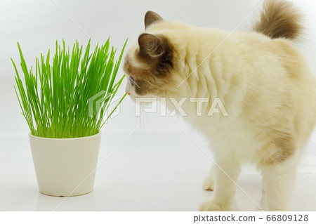 Cat grass ragdoll 66809128