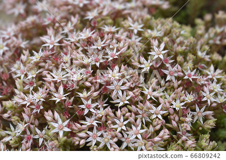 Spanish stonecrop Spanish stonecrop 66809242