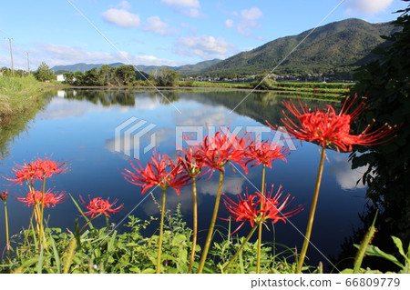 Autumn storm flowers bloom in satoyama Autumn storm flowers bloom in satoyama 66809779