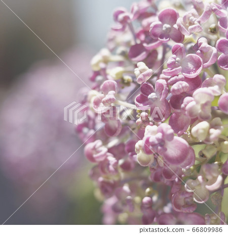 hydrangea   66809986