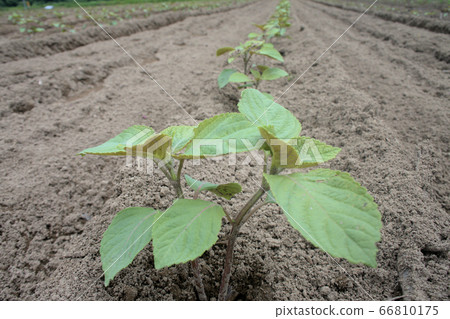 Egama field 66810175