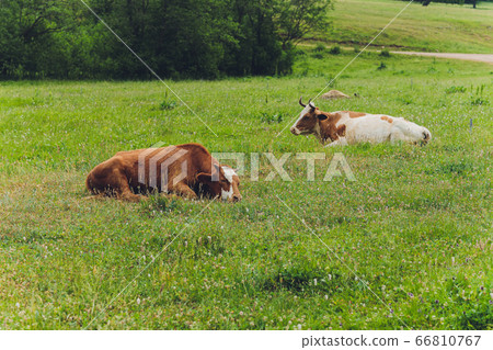 Herd of cows at summer green field. 66810767
