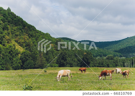 Herd of cows at summer green field. Herd of cows at summer green field. 66810769