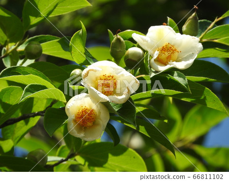 夏季玫瑰在六月盛開 66811102