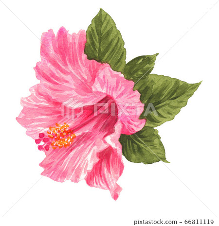熱帶花卉 槿 水彩畫 66811119