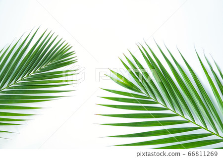Palm leaf isolated on white background. 66811269